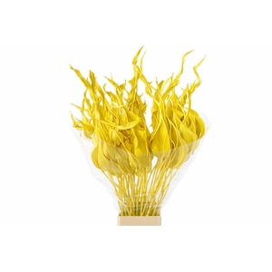 Dried Strelitziablad Geel P Stem