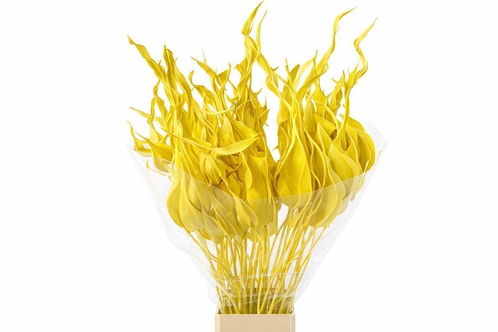 <h4>Dried Strelitziablad Geel P Stem</h4>