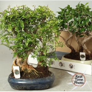 BONSAI GEM