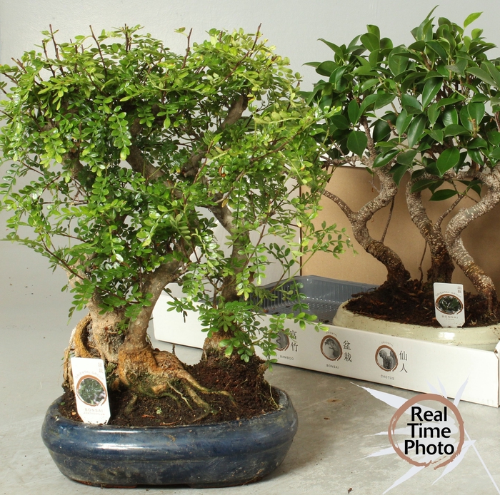 <h4>BONSAI GEM</h4>