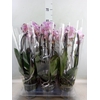 Phalaenopsis  'Elegant Cascade'