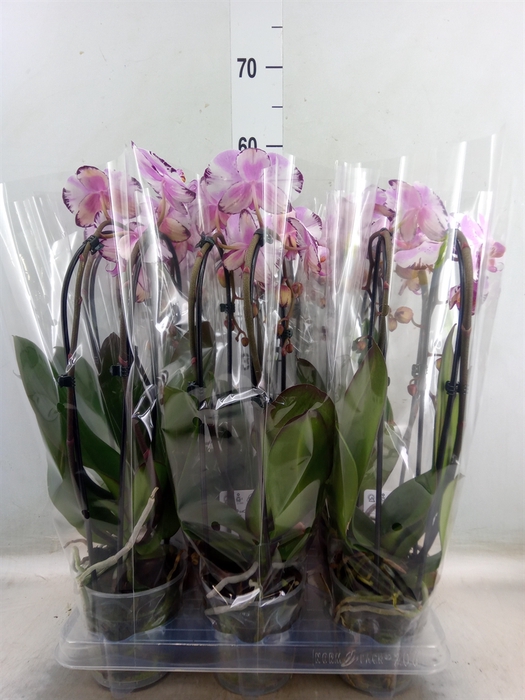 <h4>Phalaenopsis  'Elegant Cascade'</h4>