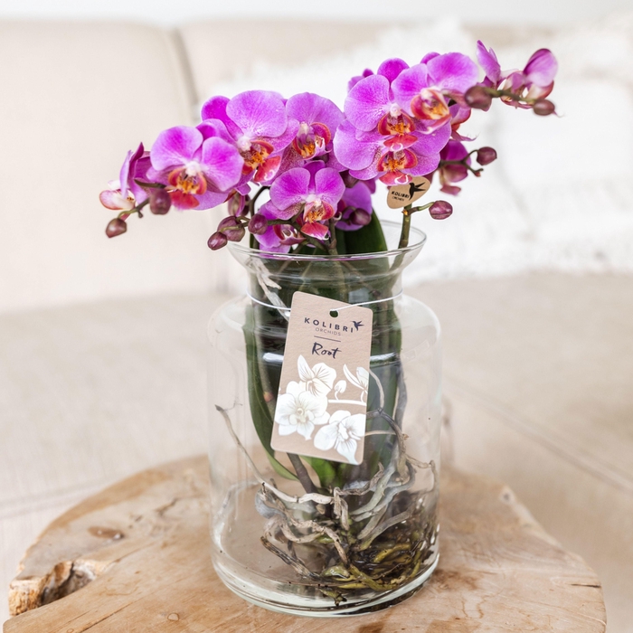 <h4>Kolibri Orchids Phalaenopsis Roots mix in glas stolp transparant</h4>