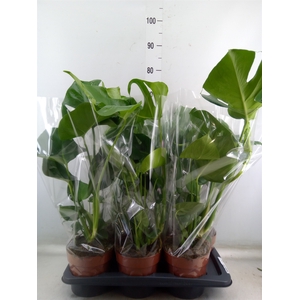 Monstera delic.