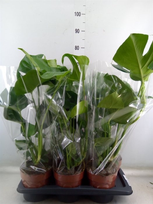 <h4>Monstera delic.</h4>