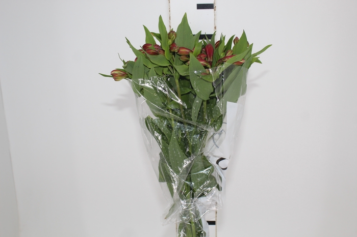 <h4>ALSTROEMERIA MILOS 080 CM</h4>