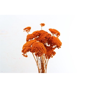 Dried Achillea Orange 10pcs Bunch