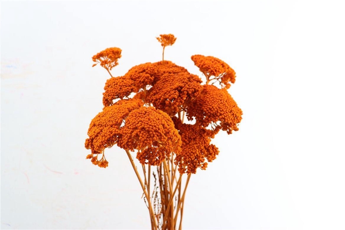<h4>Dried Achillea Orange 10pcs Bunch</h4>