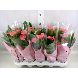 Anthurium andr. 'Sweet Dream'