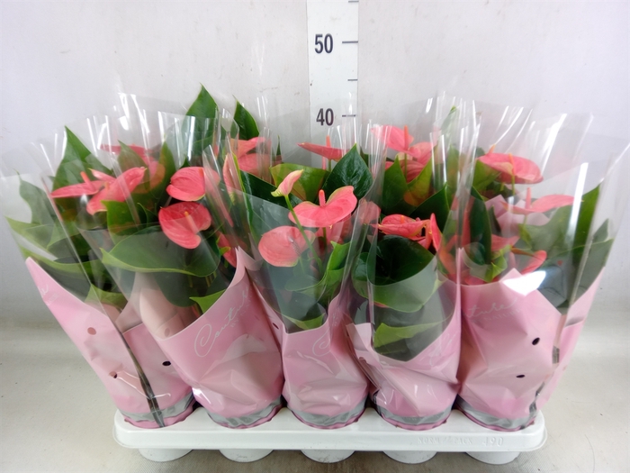 <h4>Anthurium andr. 'Sweet Dream'</h4>