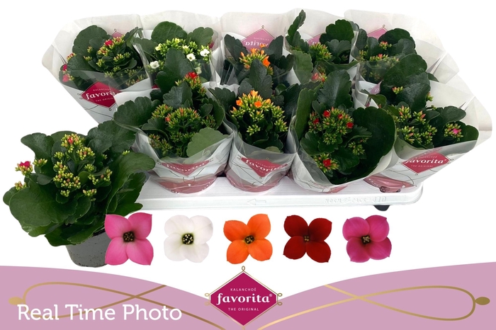 <h4>KAL EN GEM 5 KL</h4>