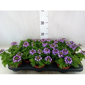 Verbena  'Lanai Twister Blue'