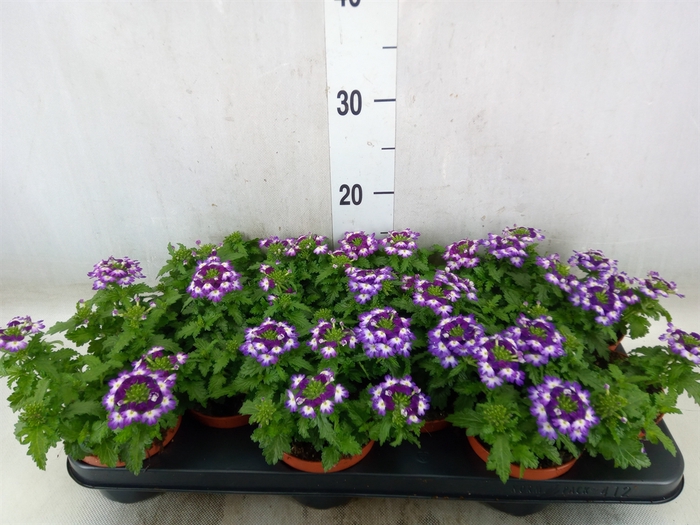 <h4>Verbena  'Lanai Twister Blue'</h4>