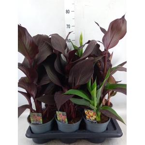 Canna  'Island'   ...mix