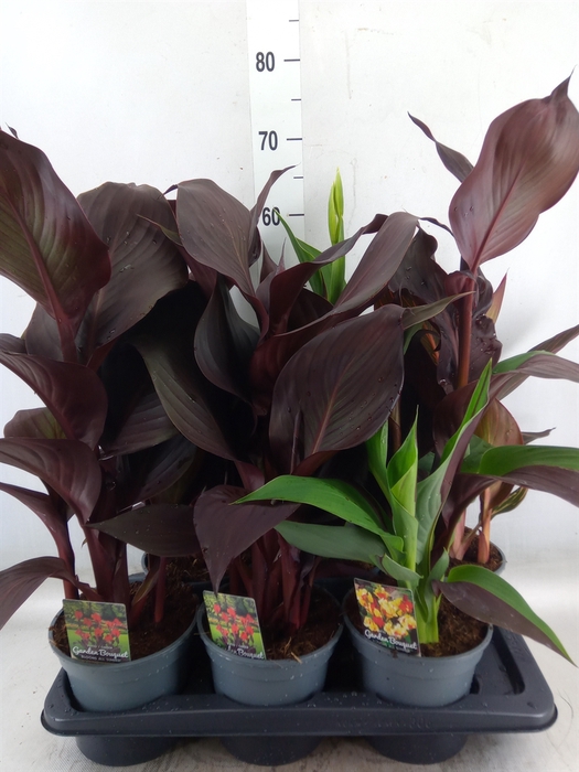 <h4>Canna  'Island'   ...mix</h4>