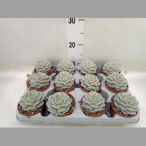 Echeveria   ...