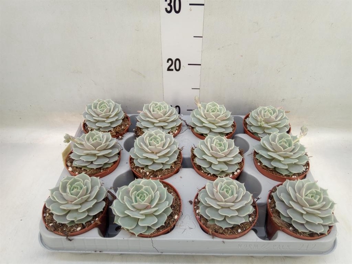 <h4>Echeveria   ...</h4>