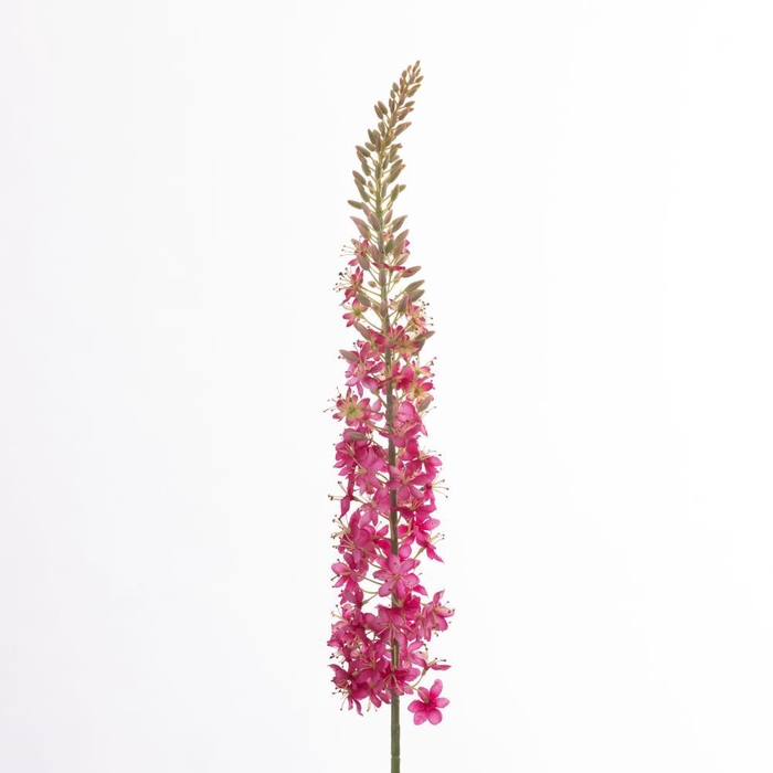 <h4>AF Eremurus L129cm Beauty</h4>