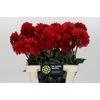 Dahlia Red Flag