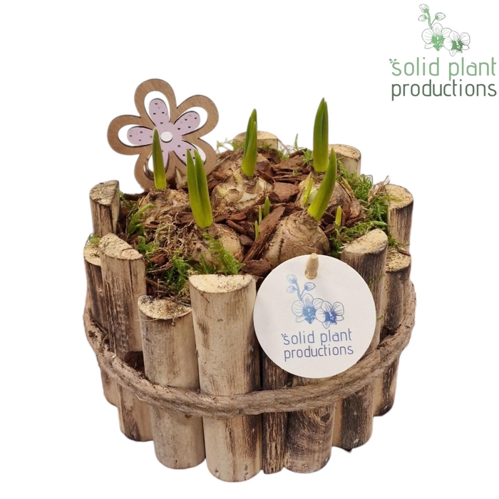 <h4>HMU001 Milano Small Muscari</h4>