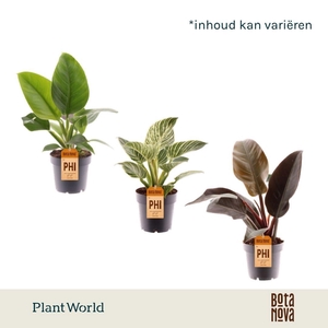 Philodendron mix