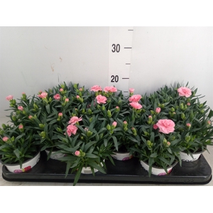 Dianthus  'Oscar Pink'