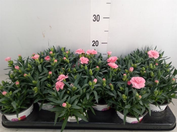 <h4>Dianthus  'Oscar Pink'</h4>