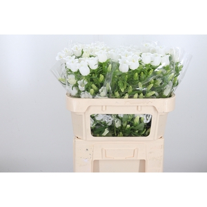 Campanula Champ Whit