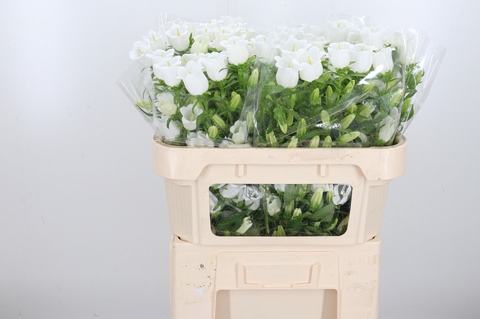 <h4>Campanula Champ Whit</h4>