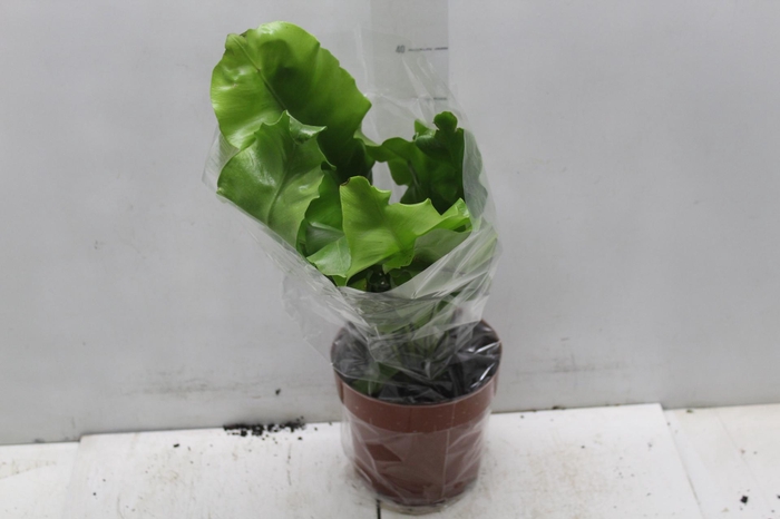 <h4>ASPLENIUM NIDUS P17</h4>