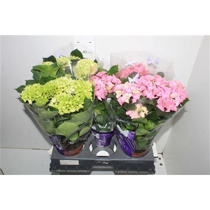 ** Hydr M Gem 5+ * Spring Deal *