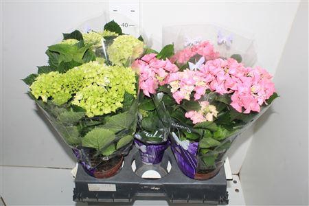 <h4>** Hydr M Gem 5+ * Spring Deal *</h4>
