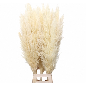 Dried Bleached Cortaderia Silver Star