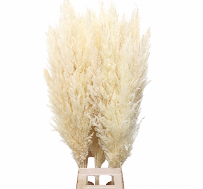 <h4>Dried Bleached Cortaderia Silver Star</h4>