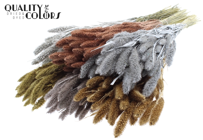 Setaria per bunch Mixed colours Metallic