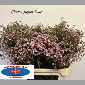 CHAME UN JUPITER SOL