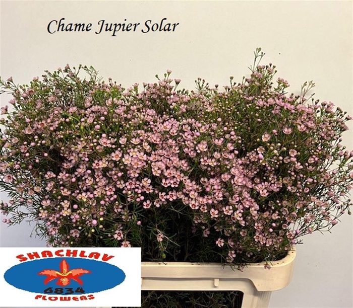 <h4>CHAME UN JUPITER SOL</h4>