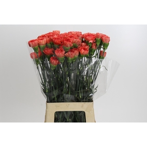 Dianthus St Arno