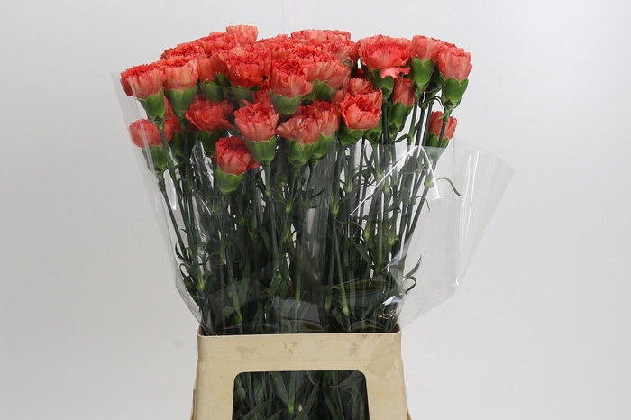 <h4>Dianthus St Arno</h4>