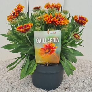 Gaillardia Spintop Copper Sun P19