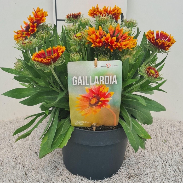 <h4>Gaillardia Spintop Copper Sun P19</h4>