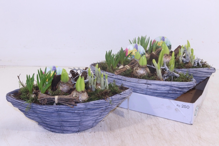 <h4>ARR BOL KNOLGEWAS</h4>