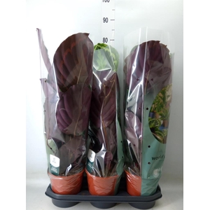 Calathea  'Medallion'