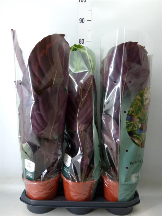 <h4>Calathea  'Medallion'</h4>