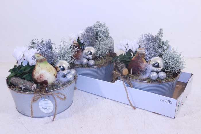 <h4>ARR HIPPEASTRUM</h4>