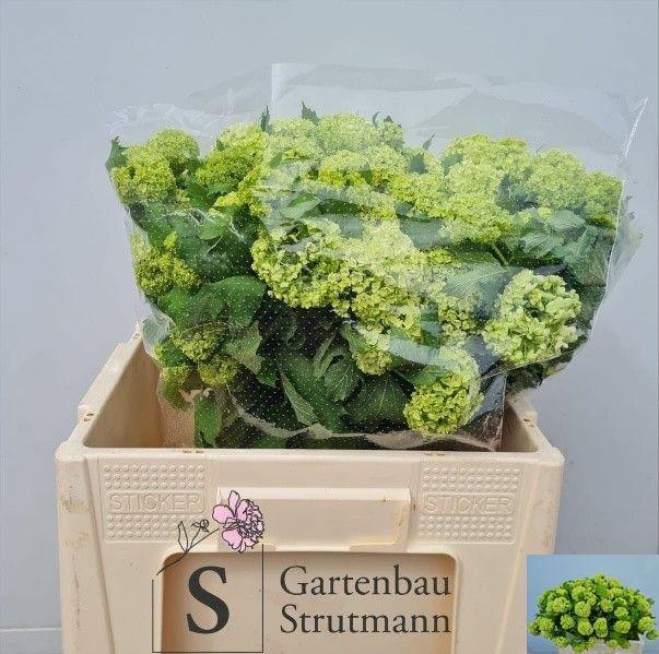 <h4>VIBURNUM ROSEUM ST</h4>