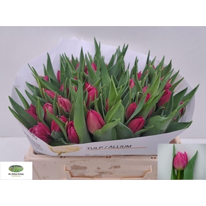 TU DU DOUBLE PRINCES