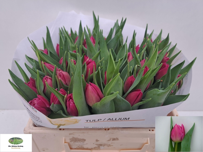 <h4>TU DU DOUBLE PRINCES</h4>