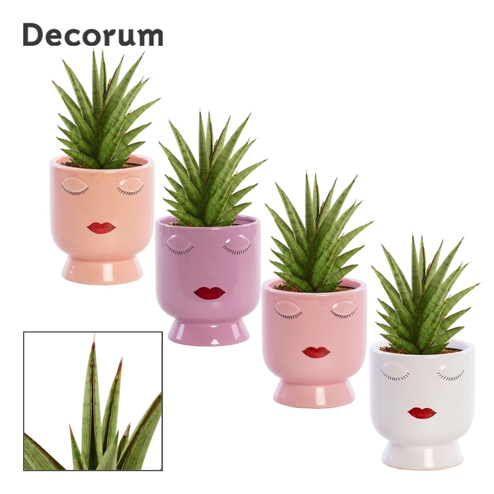 <h4>Sansevieria Jewel crown 12 cm in Dua Lipa (Party love-collection</h4>