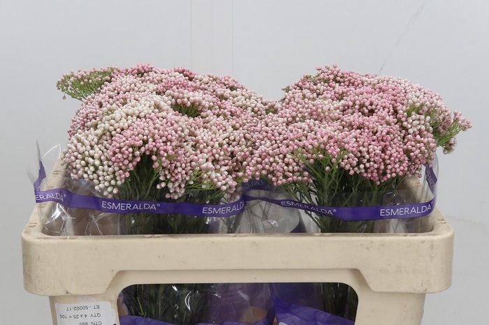 <h4>Ozothamnus Cooks Tall Pink</h4>